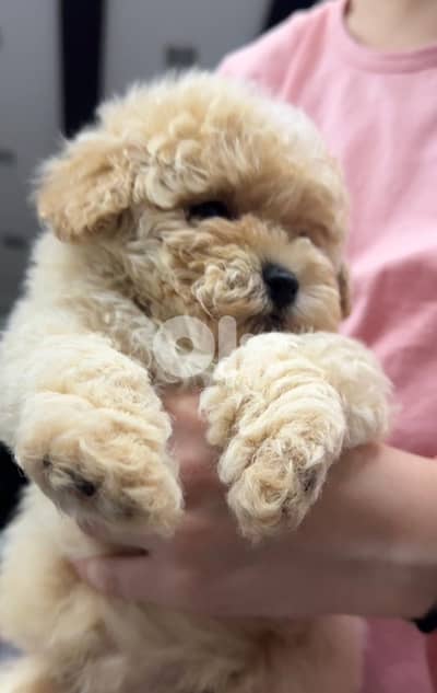 Toy Poodle
