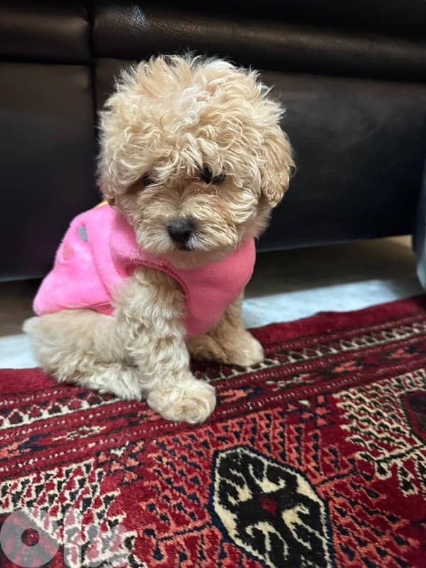 Toy Poodle 2