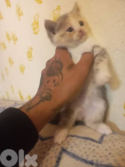 قطه سكوتش للبيع