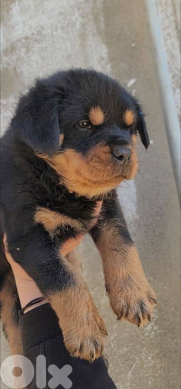 rottweiler 2