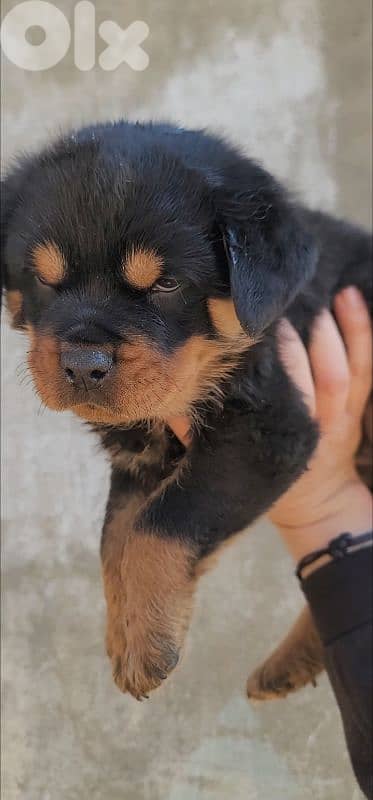 rottweiler 3