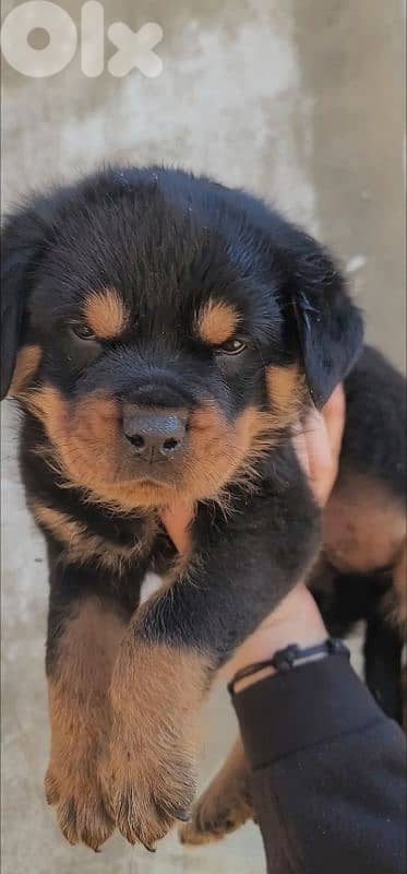 rottweiler 5