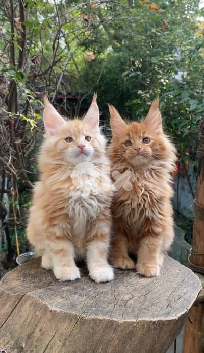 maine coon