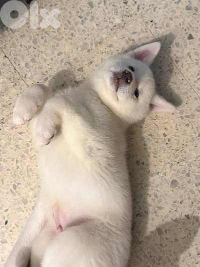 Snow white Japanese 55 days