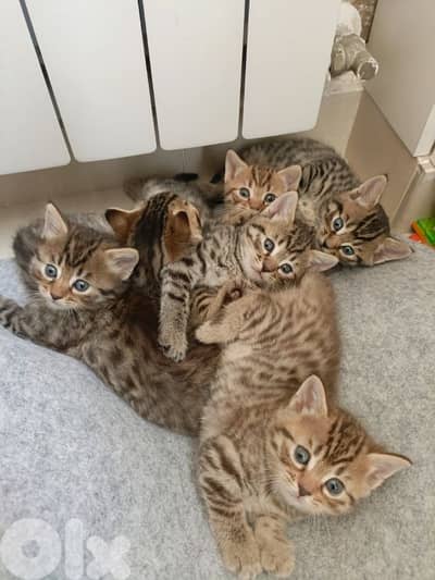 Healthy Siamese × Bengal Kittens