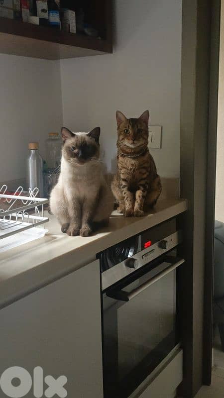 Healthy Siamese × Bengal Kittens 1
