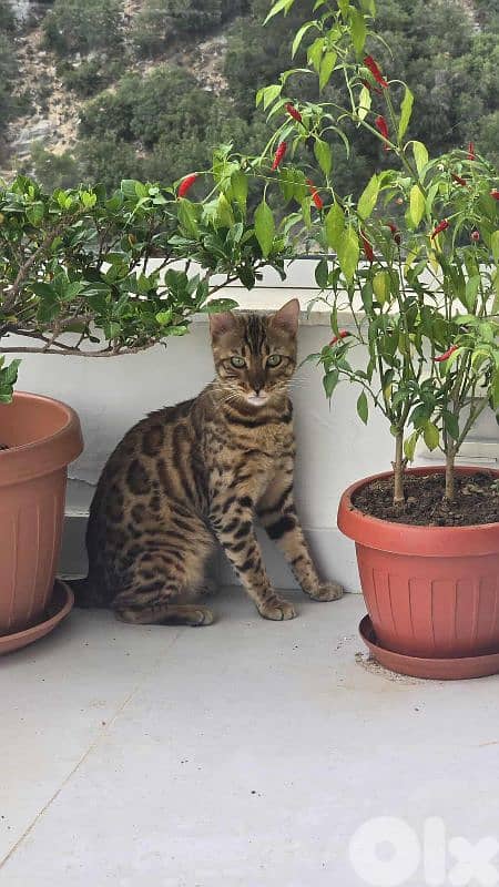 Healthy Siamese × Bengal Kittens 2
