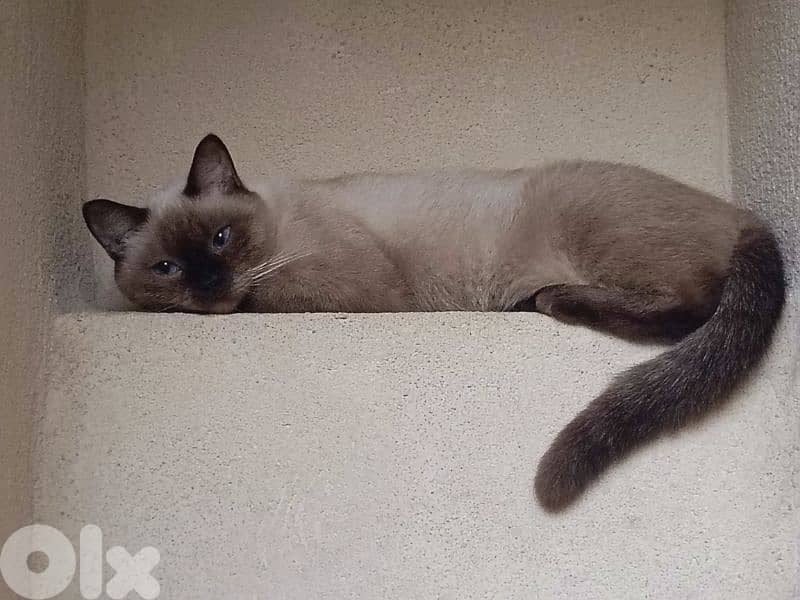 Healthy Siamese × Bengal Kittens 3