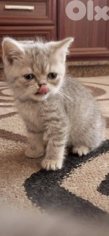 2 month kitten female silver chinchilla