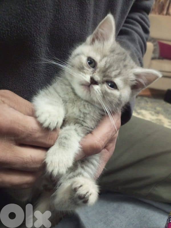 2 month kitten female silver chinchilla 2