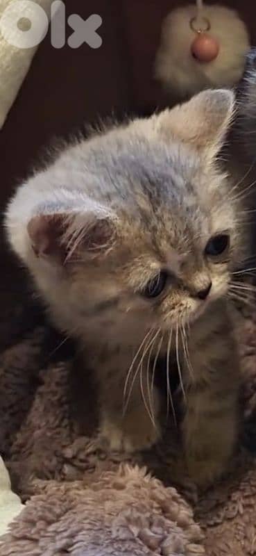 2 month kitten female silver chinchilla 4