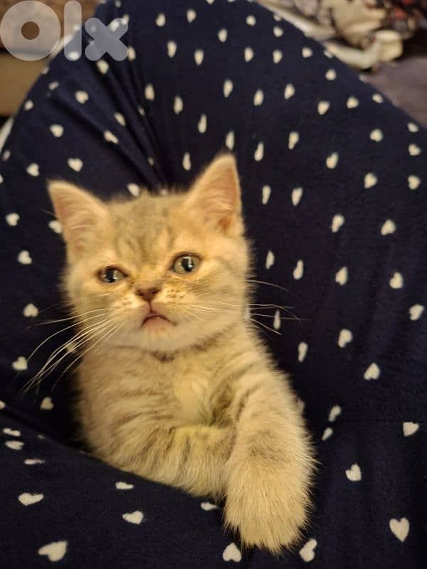 2 month kitten female silver chinchilla 5