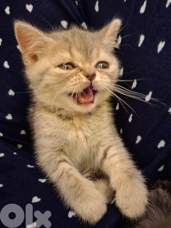 2 month kitten female silver chinchilla 6