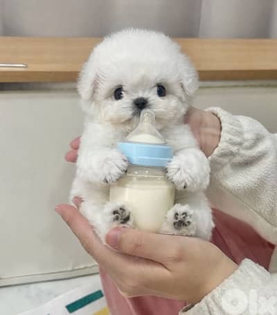 BICHON maltese and MALTIPOO DOGS FEMALES AND MALES AVAILABLE