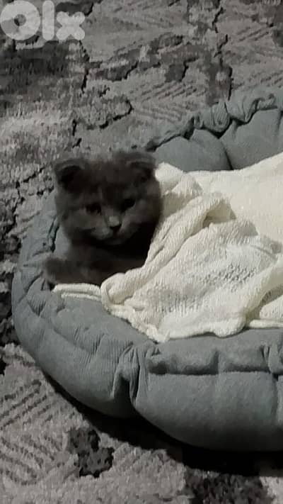 Scottish fold kitten