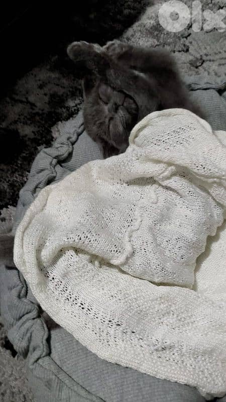 Scottish fold kitten 1