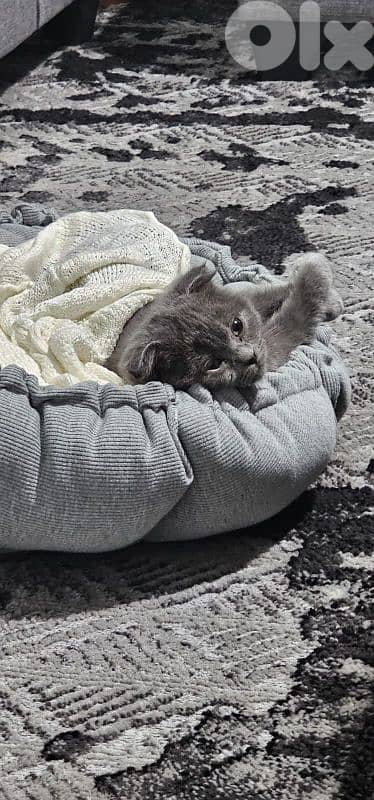 Scottish fold kitten 2