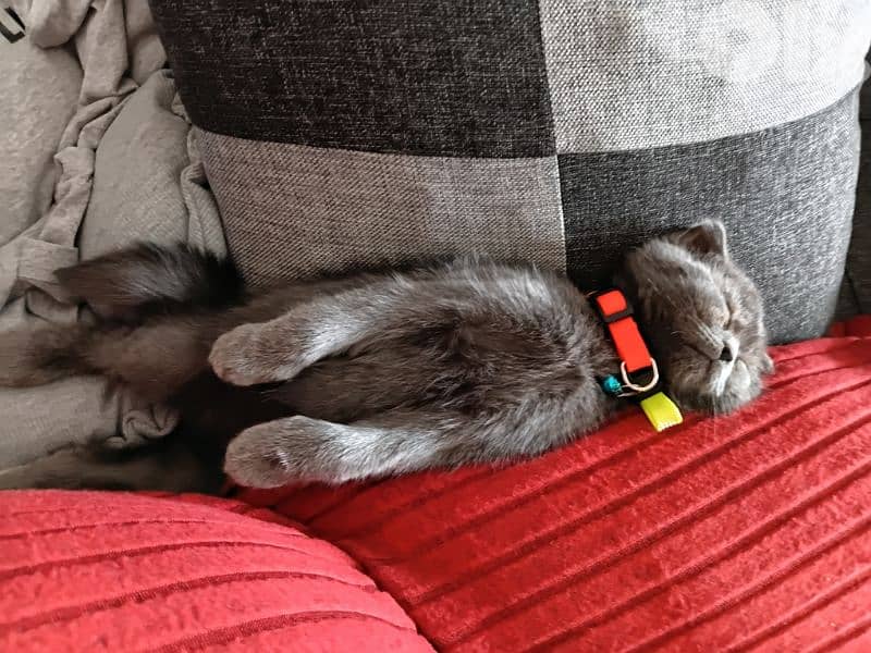 Scottish fold kitten 6