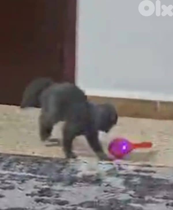 Scottish fold kitten 7