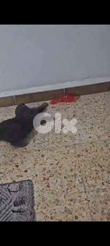 Scottish fold kitten 8