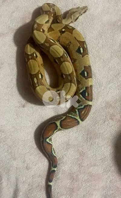 شارع الحسينية