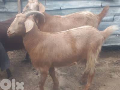 طرابلس البحصاص