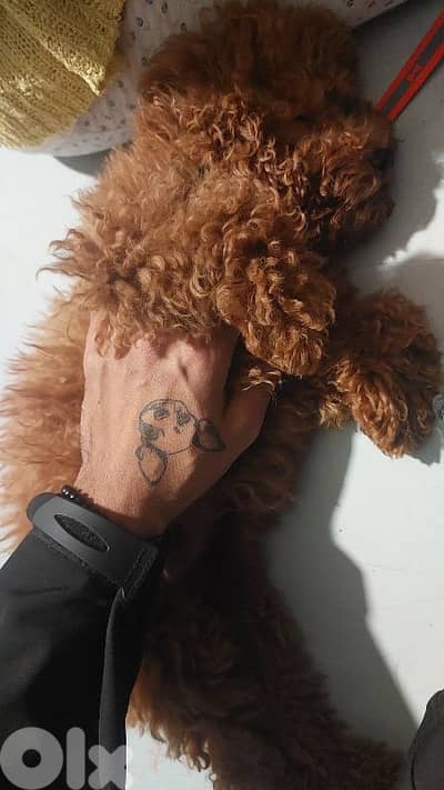 male poodle for sale