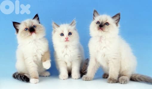 مطلوب ragdoll kitten للبيع