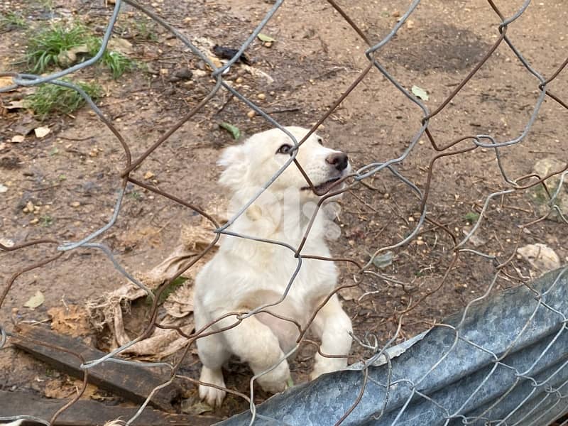 Mixed Labrador Golden puppies 1