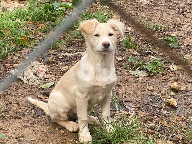 Mixed Labrador Golden puppies 2