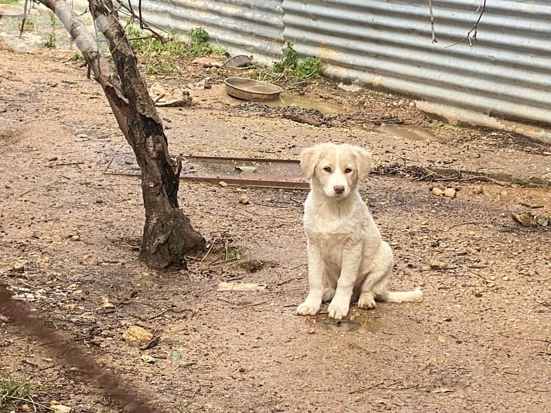 Mixed Labrador Golden puppies 3