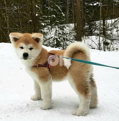 female Japanese akita (fci pedigree parents )