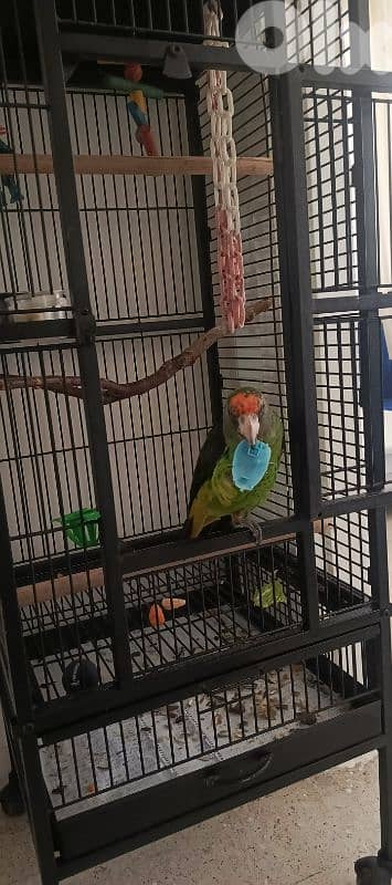 jardin redfronted parrot