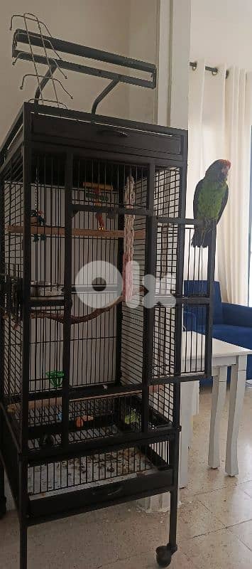 jardin redfronted parrot