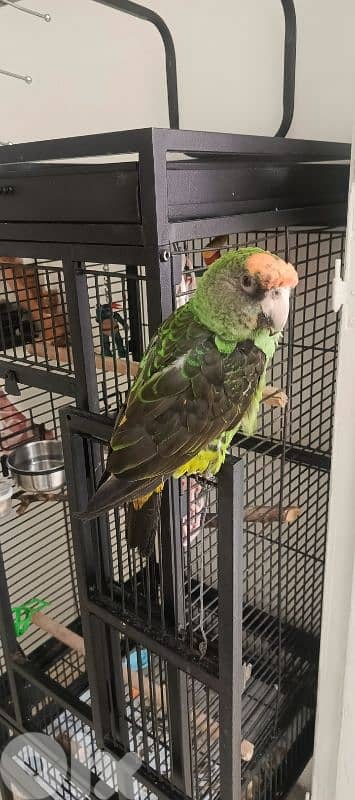 jardin redfronted parrot 2