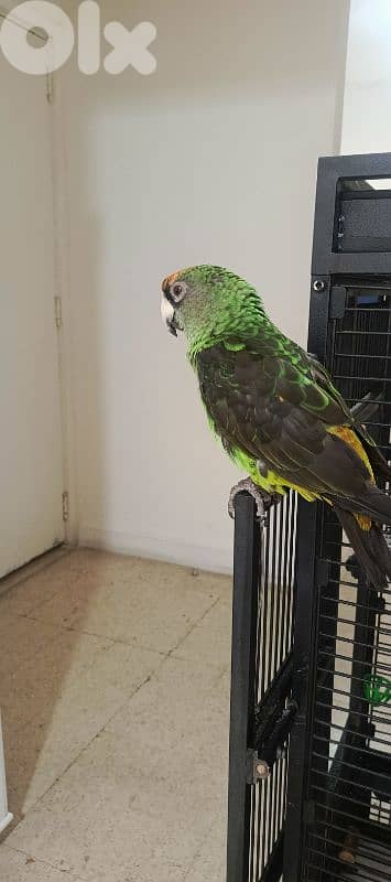 jardin redfronted parrot 3