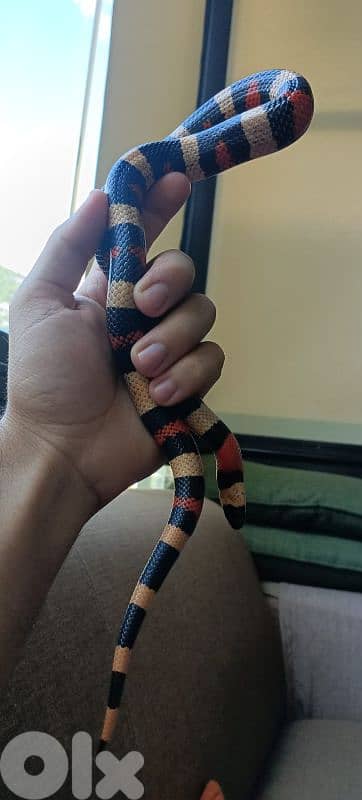 Pueblan Milk snake