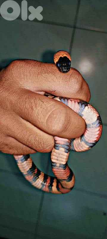 Pueblan Milk snake 1