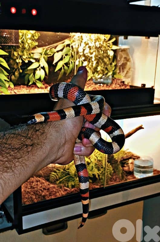 Pueblan Milk snake 2