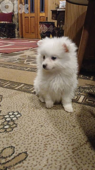 pomeranian loulou