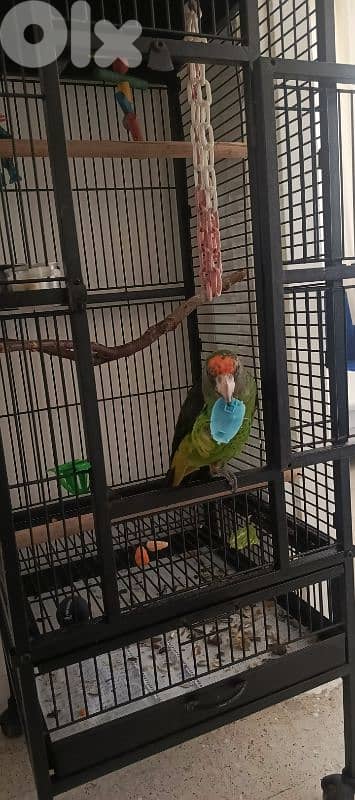 jardin redfronted parrot 5