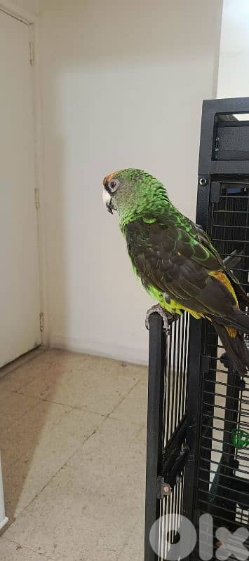 jardin redfronted parrot 6
