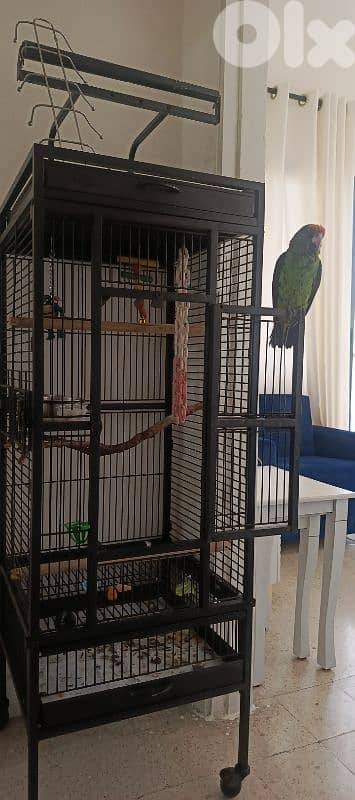 jardin redfronted parrot 7