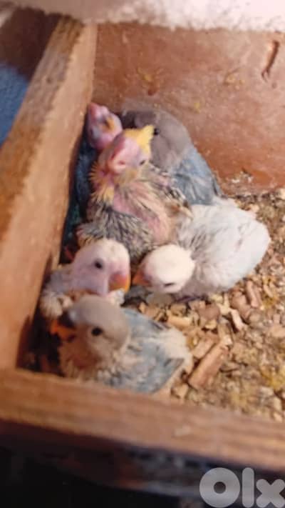 فراخ كروان مروض للبيع