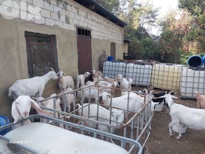 معزي سويسري مخلف وشي علخليفة