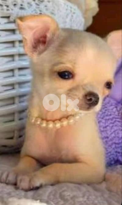 Micro Chihuahua Imported AVAILABLE