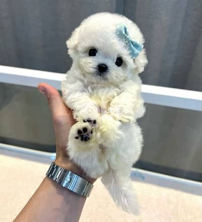 BICHON MALTESE & MALTIPOO more dogs and colors available good offers!!