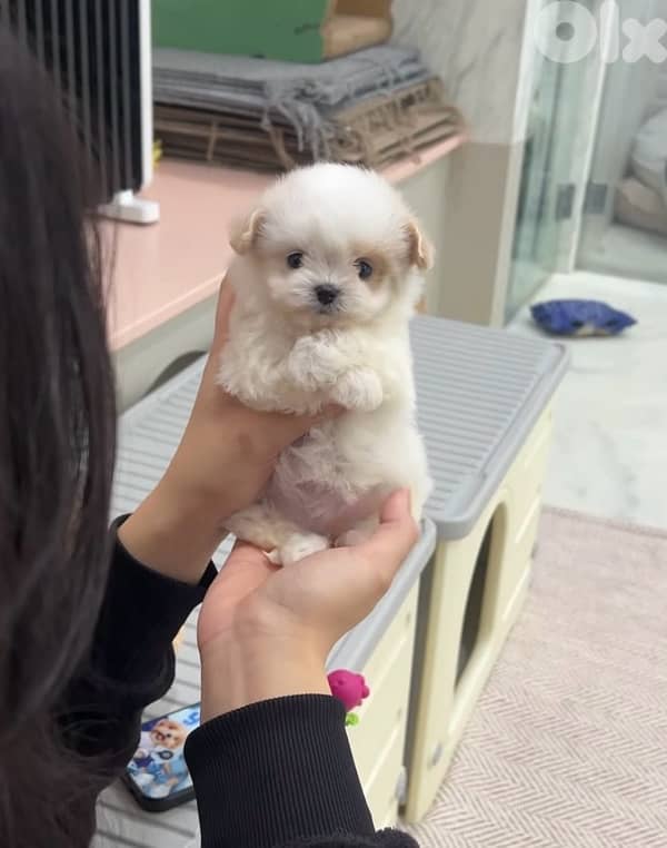 BICHON MALTESE & MALTIPOO more dogs and colors available good offers!! 1