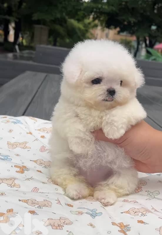 BICHON MALTESE & MALTIPOO more dogs and colors available good offers!! 2