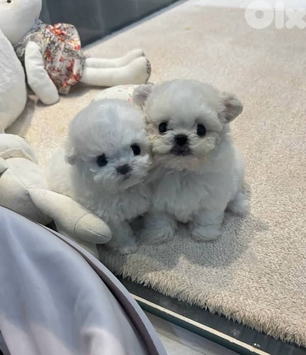 BICHON MALTESE & MALTIPOO more dogs and colors available good offers!! 3